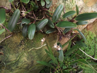 Bulbophyllum ambrosia care and culture