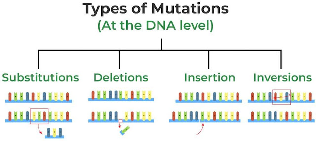 apa yang dimaksud dengan mutasi