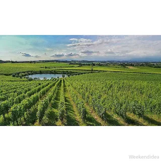 Garda tra Lago e Vigne