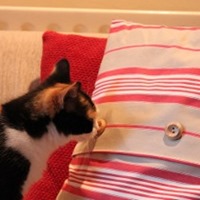 cushion