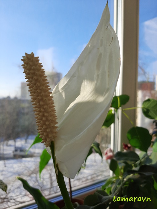 Спатифиллум (Spathiphyllum)