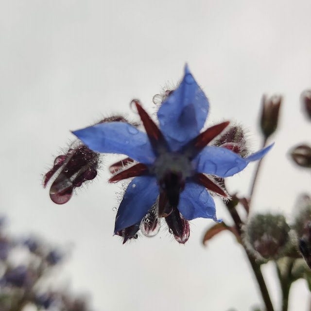 ポリジの花の写真