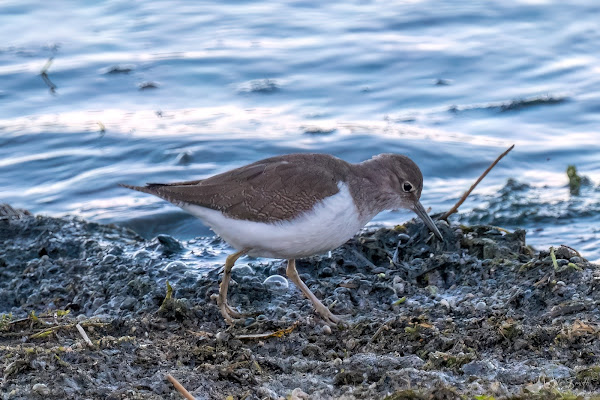 Common sandpiper