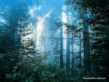 sombras en el bosque