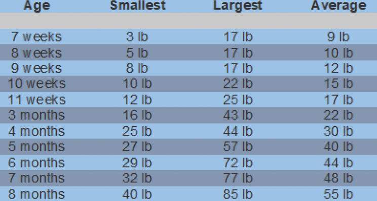 Golden Retriever Male Puppy Growth Chart