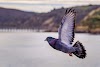 Pigeons Also Known As Rock Doves