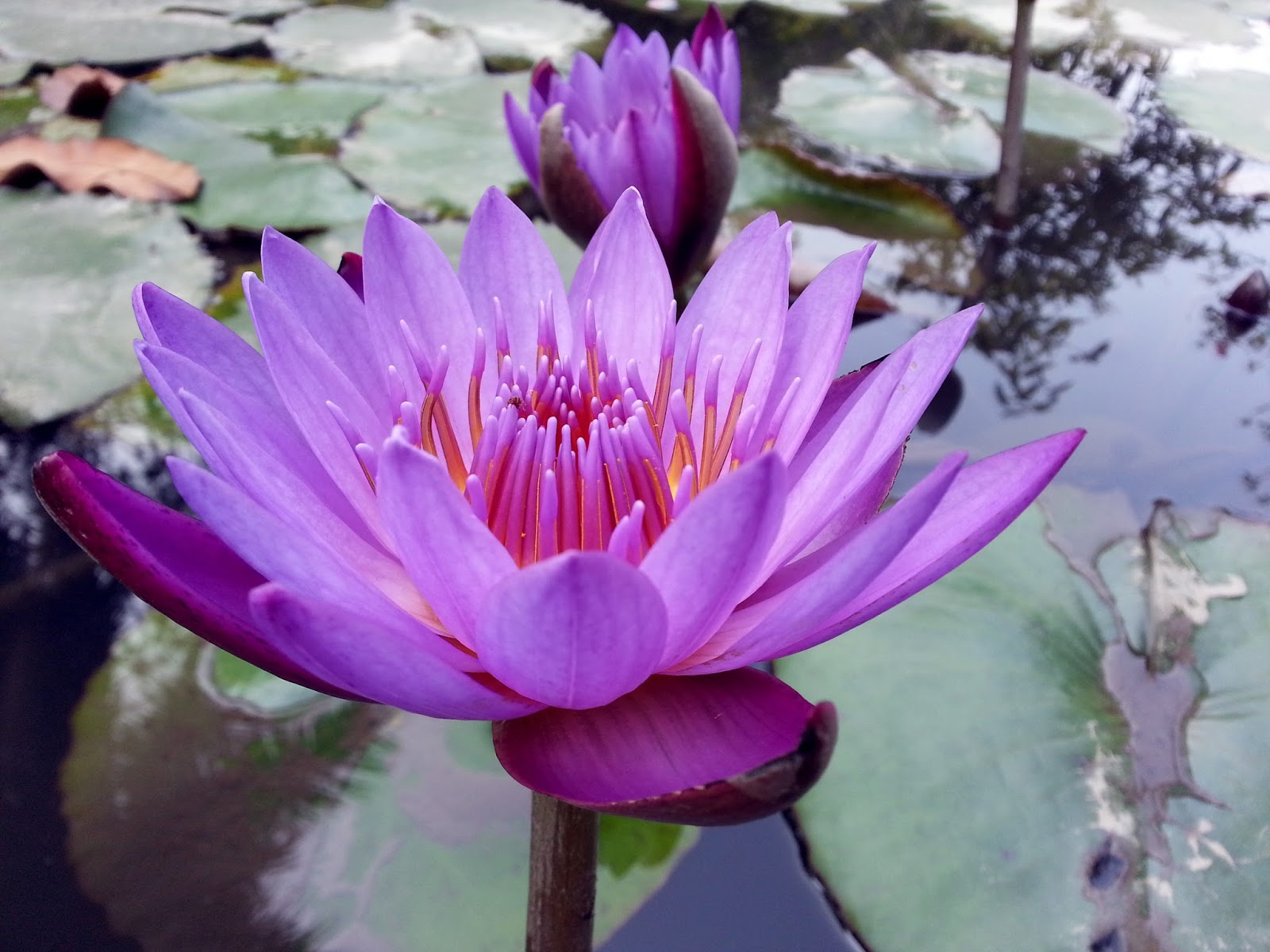 Blue Lotus The Ancient Egyptian Dream Flower