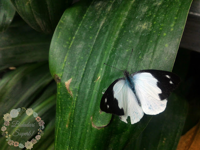 Butterfly Farm Cameron Highland | Jinaknya Rama-rama Kat Sini!