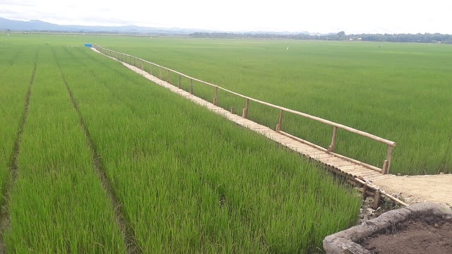 Februari, Harga Gabah Tertinggi Petani Rp5.818 per Kg 