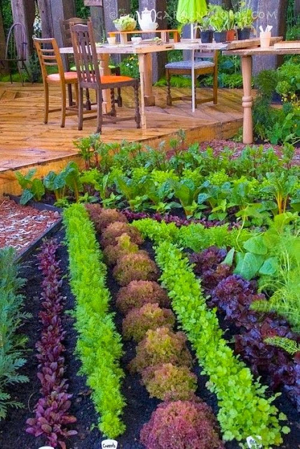 Beautiful Vegetable and Herb Garden