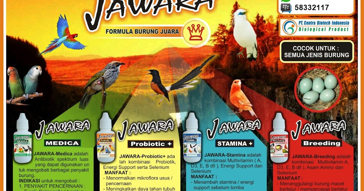 WA 081-578-578-249 obat untuk burung merpati sakit, Harga 