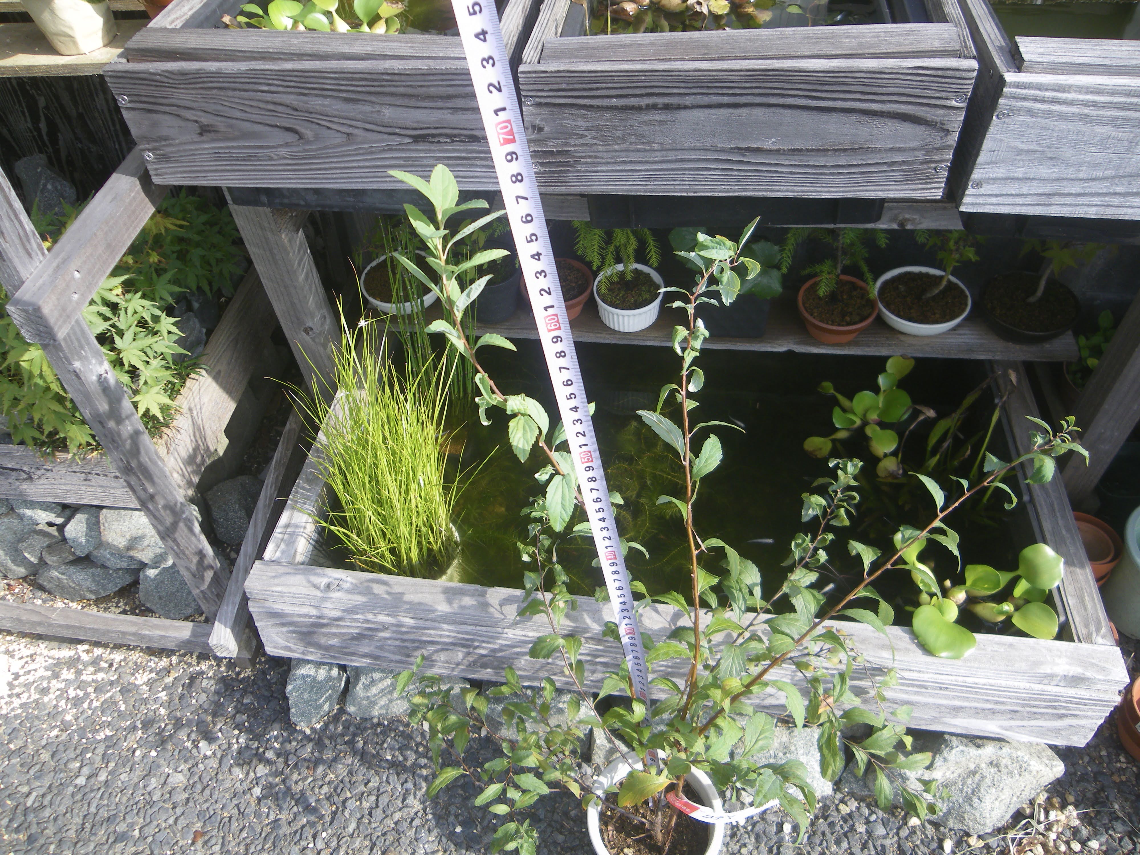 コデマリの育て方 苗木の植え付けて 剪定をすれば 鉢植えで春に小さな白い花を楽しめます メダカの大工