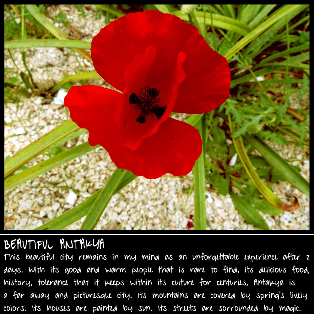 antakya_poppy_cosiecosie