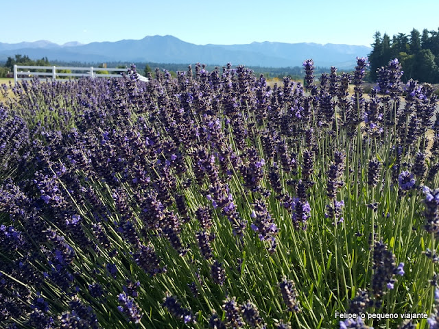 fazendas de lavanda estados unidos