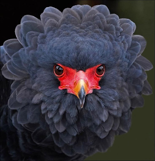 image: photo of a Bateleur