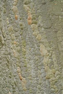 Tronc de Zelkova carpinifolia