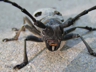 Morimus asper funereus (female) IMG18758