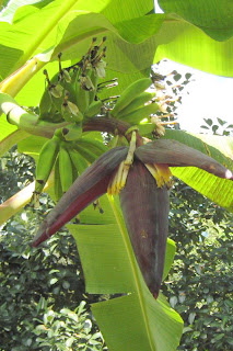 Have you ever seen a banana flower?