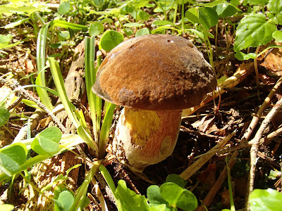 grzyby 2017, grzyby w czerwcu, grzyby na Orawie, borowik ceglastopory Boletus erythropus, muchomor mglejarka Amanita vaginata, gnieźnik leśny