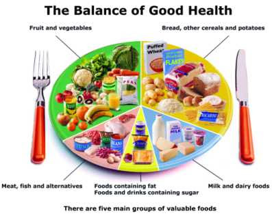 food chain pyramid worksheet. food pyramid worksheets.