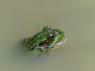 Grenouille verte (Nord-est de l'Amérique du nord) - Rana clamitans - Lithobates clamitans