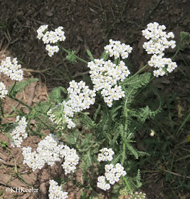 Achillea millefolium yarrow