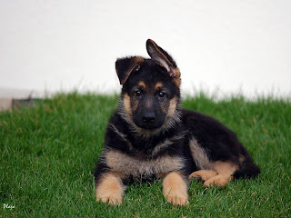 German Shepherd Wallpaper