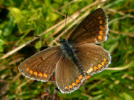 Brown Argus (2020)