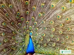ময়ূরের ছবি ডাউনলোড - ময়ূর পাখি ছবি hd - ময়ূরের ওয়ালপেপার - peacock picture - NeotericIT.com - Image no 16
