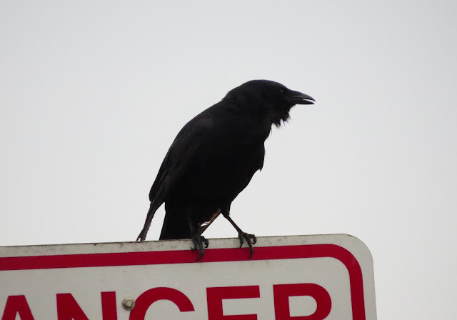 Fish Crow - Merritt Island, Florida