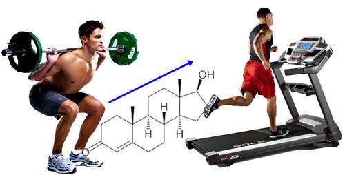 Combina tu rutina de pesas con el cardio para aumentar los niveles de testosterona