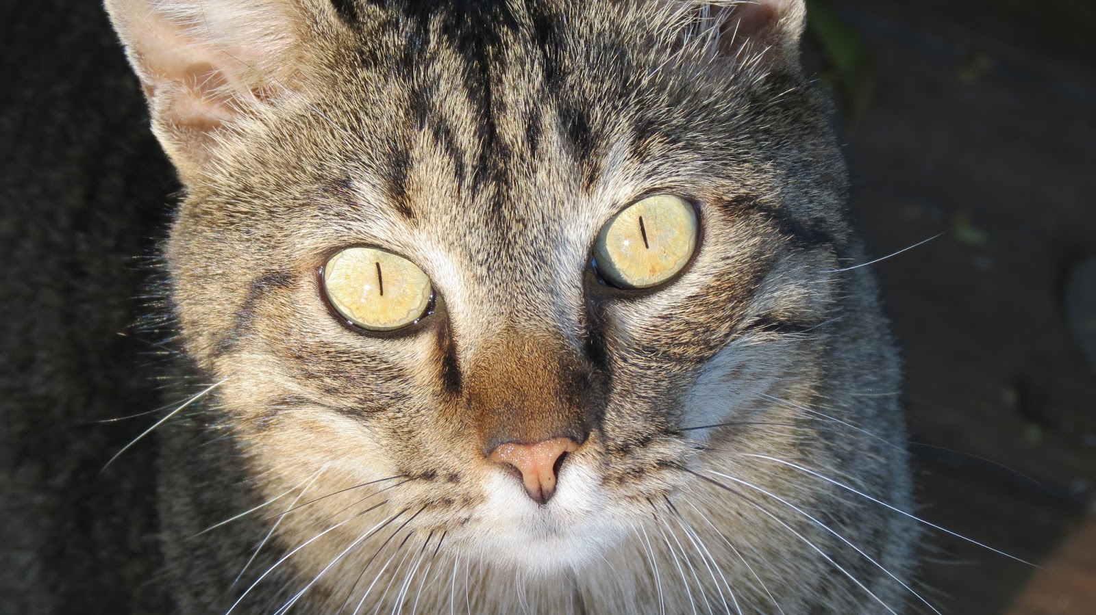 Striped Alley Cat