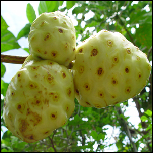 gambar-buah-mengkudu