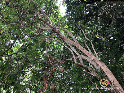 canopy of trees-HuesnShades