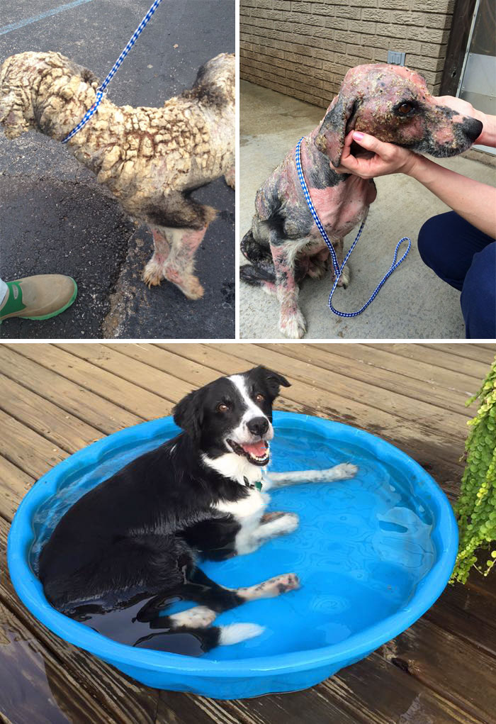 30 Heartwarming Before And After Pictures Of Dogs That Were Rescued And Finally Cared For