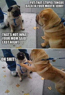 Funny DOG Pictures