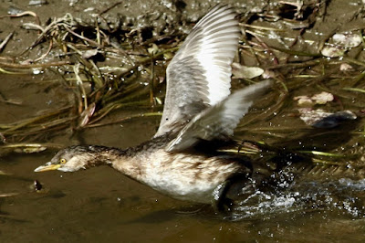 Little Grebe