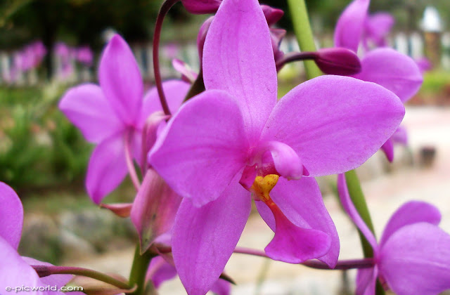 orchid wallpapers