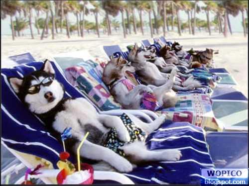 Dog Vacation