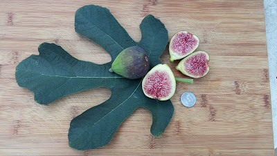 Dartmouth fig