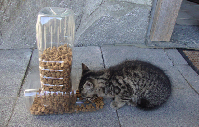 Comedouro para gatos com duas garrafas plásticas