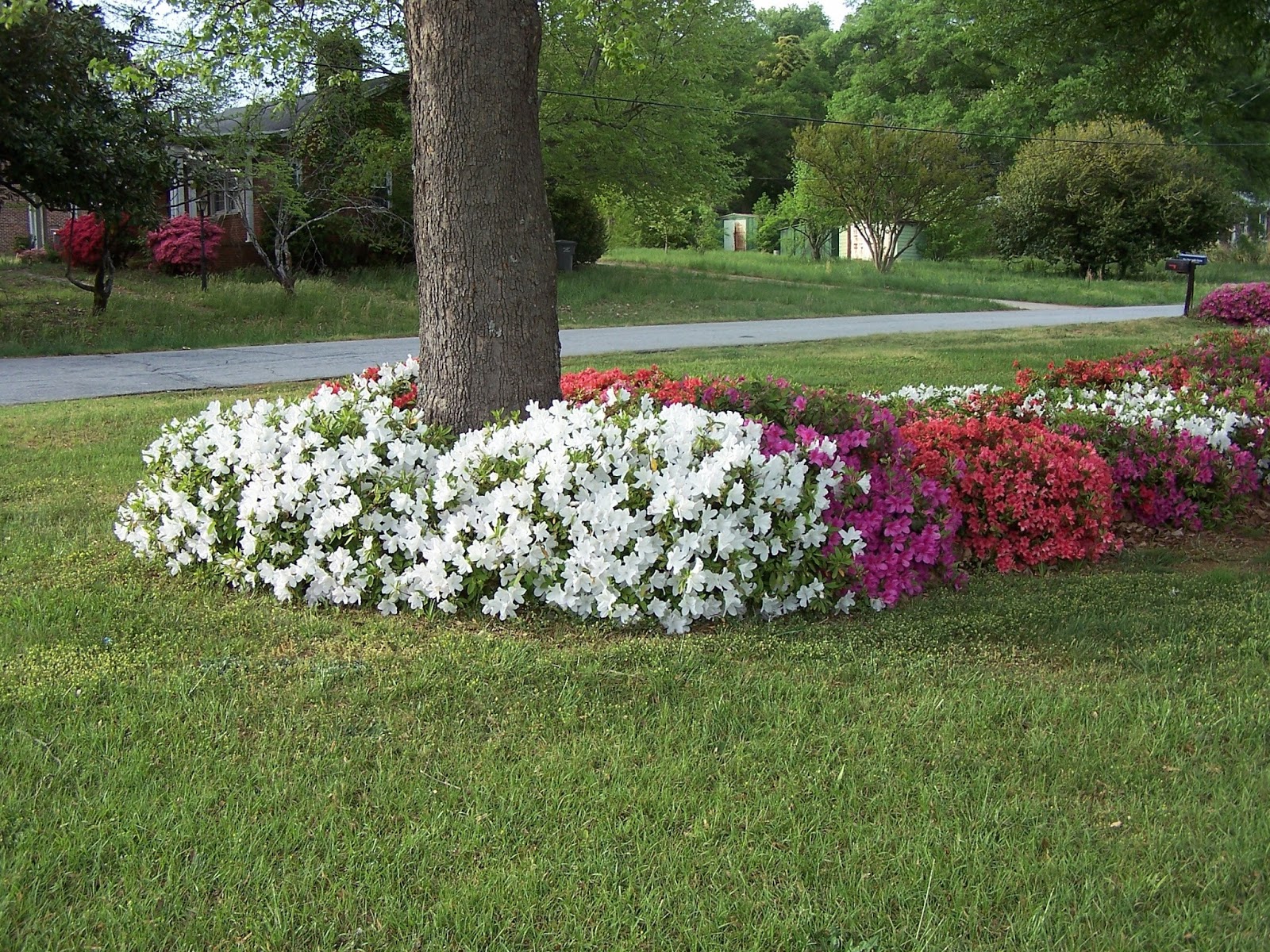 Home And Garden : Flowers in the base of trees-flowers around trees