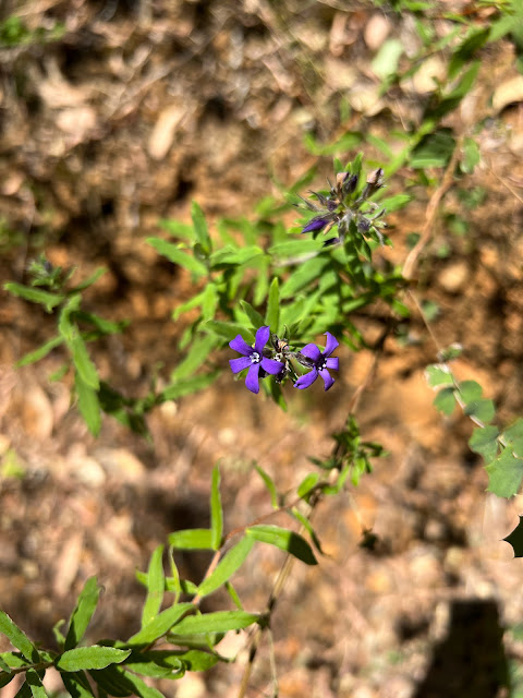 Unidentified Purple Flower