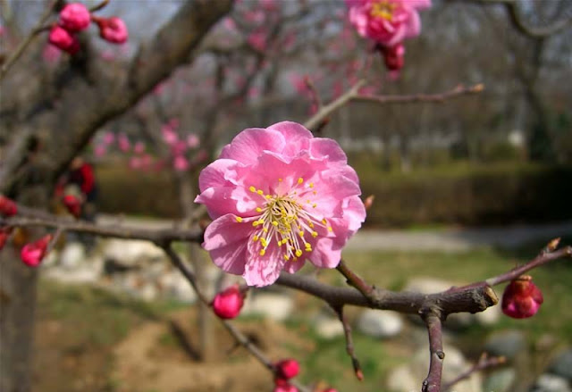 Plum Flowers