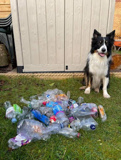 Scruff el perro ecologista que ha reciclado más de 1000 botellas