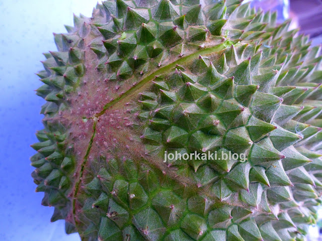 Durian-Hunting-Johor-Bahru-Malaysia