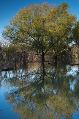 Grapevine Lake Foliage