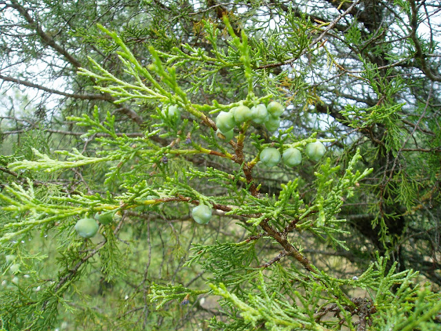 SABINA: Juniperus thurifera