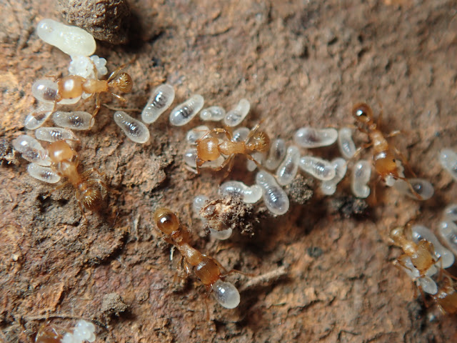 Tetramorium caespitum