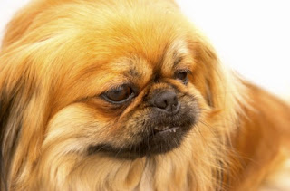pekingese dog breed info pets animal domestic hound